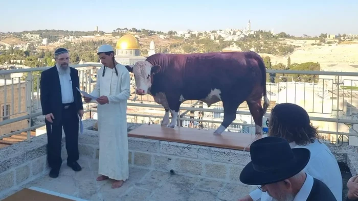 Potret warga Israel latihan ritual sapi merah di sekitar Masjid Al Aqsa yang dibagikan pada Selasa (6/8/2024).