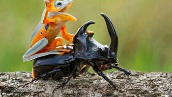 Katak Koboi Menunggangi Kumbang Saat Mencoba Terbang Foto: Boredpanda