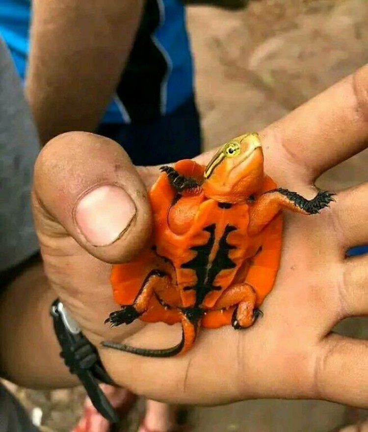 Foto Momen Menakjubkan