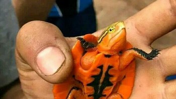 Kura-kura Oranye Ditemukan Di Hutan Vietnam Foto: Boredpanda