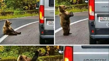 Beginilah Reaksi Beruang Setelah Pengemudi Truk Memberinya Makan Pisang Foto: Boredpanda