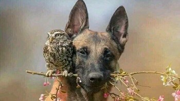 Salah Satu Pemotretan Terindah... Foto: Boredpanda