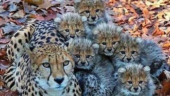 Momen langka cheetah bersama anak-anaknya. Foto: Boredpanda