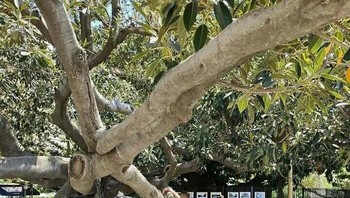 Pohon di Buenos Aires ini sangat besar sehingga seorang seniman membuat patung untuk mendukung salah satu cabang besar Foto: Boredpanda