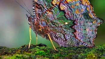 Blue Admiral Adalah Kupu-Kupu Nymphalid, Satu-Satunya Spesies Dari Genus Kaniska. Itu Ditemukan Di Asia Selatan Dan Tenggara Foto: Boredpanda