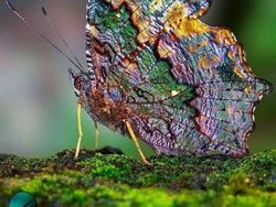 Momen Menakjubkan Terabadikan Kamera