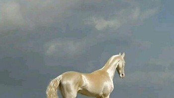 Akhal-Teke Mungkin Adalah Jenis Kuda Tercantik Yang Ada Foto: Boredpanda