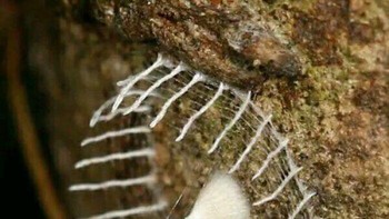 Laba-laba Kecil Membangun Pagar Di Sekitar Telurnya Untuk Perlindungan Terhadap Predator Foto: Boredpanda