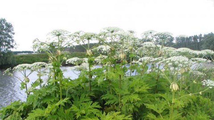 giant hogweed