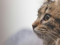 Ternyata Ini Nama Kucing Nabi Muhammad SAW Penuh Arti Cinta