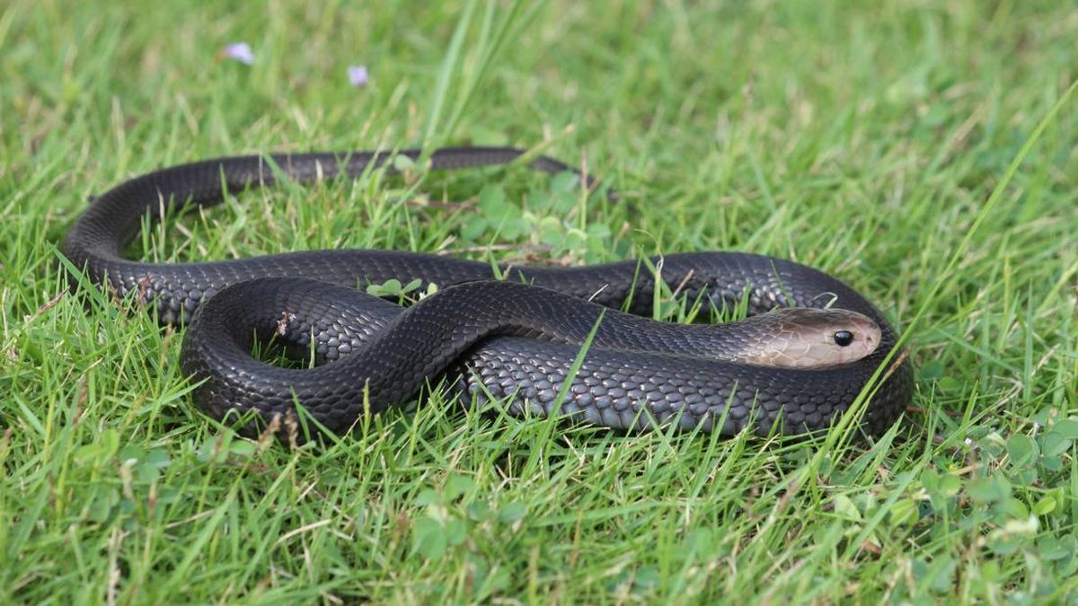 Yupqa bel bilan rus porno