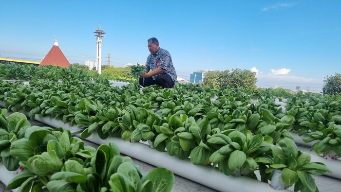 Kebun hidroponik Untag Surabaya yang memanfaatkan atap gedung kampus