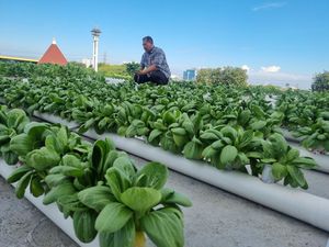 Uniknya Kebun Hidroponik Untag Surabaya Ditanam di Atap Gedung Kampus