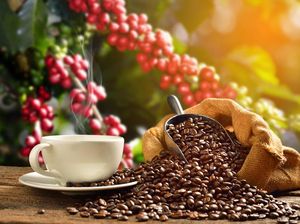 Apa Itu Kopi Fermentasi yang Rasanya Disebut Istimewa?