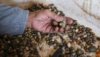 Kelomang ini dijual secara satuan maupun kiloan. Harga satu kilo kelomang berkisar Rp 80 ribu. Sementara untuk harga satuan, kelomang tersebut dijual dengan harga Rp 1.000-5.000.