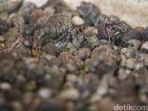 Koper Berisik Bongkar Aksi Turis China Selundupkan Ribuan Kelomang