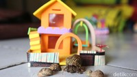 Rumah kelomang tersebut dijual dengan harga Rp 1.000 - Rp 6.000.