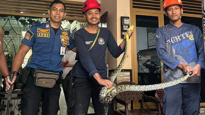 Personel Damkar Sleman mengevakuasi ular sowo kembang yang bersembunyi di plafon rumah warga di Krawitan, Umbulmartani, Kapanewon Ngemplak, Sleman, Jumat (9/8/2024).