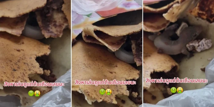 crepes isinya ada gecko