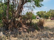 Cerita Arca yang Menyelimuti Misteri Gumuk Reco Klaten