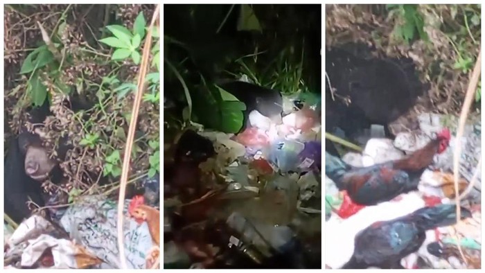 Warga Jati Mulyo, Kecamatan Balik Bukit, Kabupaten Lampung Barat dibikin heboh oleh munculnya beruang. Beruang tersebut mencari makanan di tumpukkan sampah.