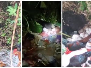 Miris! Beruang Ini Keluar Hutan Cari Makan di Tumpukan Sampah