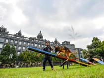 Wow! Ada Hotel Hewan Peliharaan Pertama di Bandung