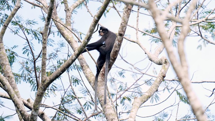 Lutung Dahi Putih