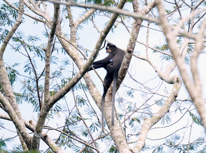 Lutung Dahi Putih