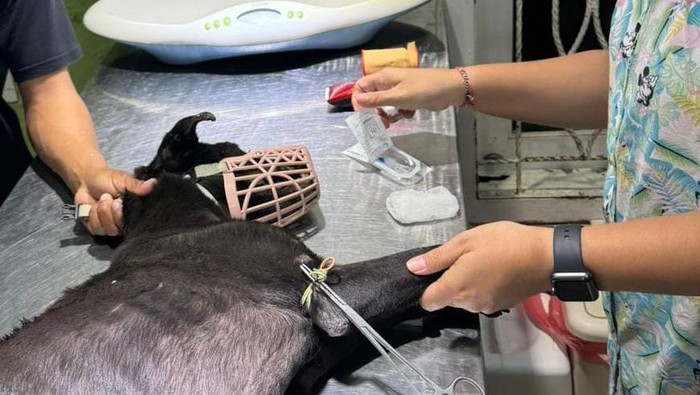 Seekor anjing yang masih hidup di tanah kosong yang diduga menjadi tempat penjagalan anjing di Denpasar Selatan, Bali, sudah dievakuasi (dok. ist)