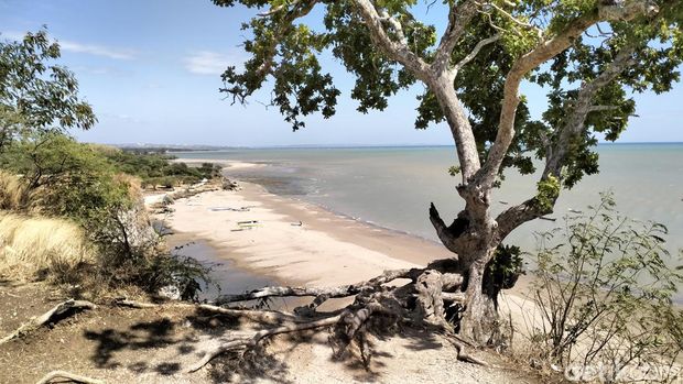Spot foto pohon unik di atas bukit Pantai Panmuti, Kelurahan Noelbaki, Kecamatan Kupang Tengah, Kabupaten Kupang, NTT. (Anastasya Berek/detikBali)