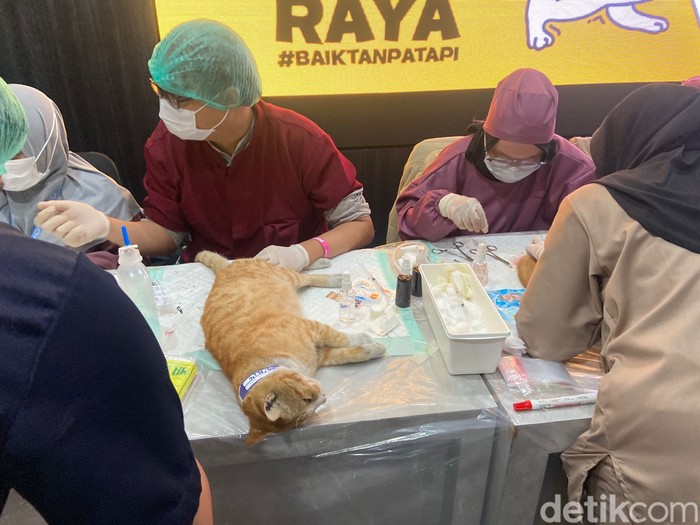 Steril kucing di Polresta Malang Kota