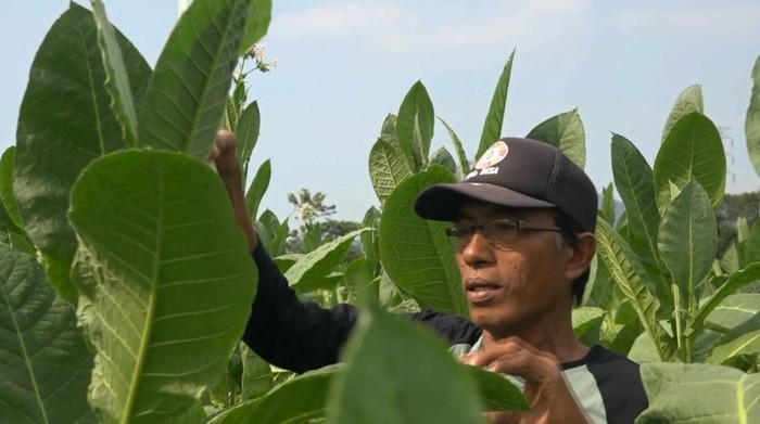 Tembakau di Probolinggo.
