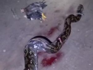 Warga Gorontalo Tangkap-Bunuh Ular Piton 5,5 Meter Usai Mangsa 2 Ayam