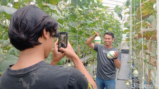Ket: Wisata petik buah melon kirani di Desa Dlisenkulon, Kecamatan Pituruh, Purworejo, Sabtu (10/8/2024).