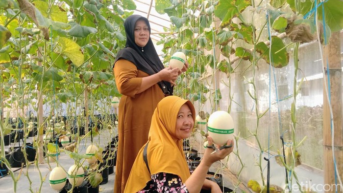 Ket: Wisata petik buah melon kirani di Desa Dlisenkulon, Kecamatan Pituruh, Purworejo, Sabtu (10/8/2024).