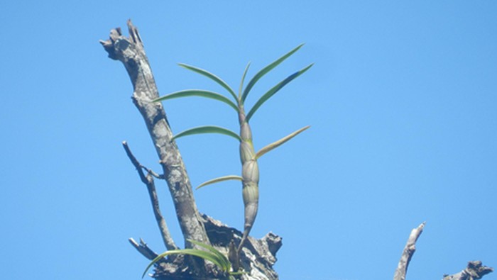 Anggrek Larat Hijau atau Dendrobium capra yang berada di hutan produksi di Playen, Gunungkidul. Foto diunggah pada Minggu (11/8/2024).