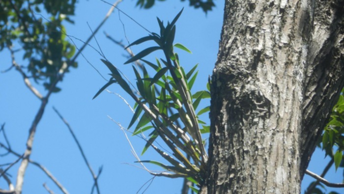 Anggrek Larat Hijau atau Dendrobium capra yang berada di hutan produksi di Playen, Gunungkidul. Foto diunggah pada Minggu (11/8/2024).