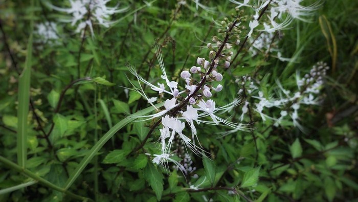 Penting! Ini Dosis dan Aturan Mengonsumsi Kumis Kucing untuk Atasi Diabetes