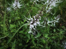 Cara Membuat Air Rebusan Daun Kumis Kucing, Kaya Manfaat untuk Kesehatan Ginjal