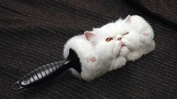 Iklan Link Roller dari 3M yang mampu mengangkat kotoran debu seperti bulu kucing. Foto: Reddit