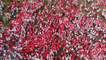 17 Ribu Bendera Merah Putih Dikirab di Bogor