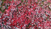 Kirab bendera merah putih itu dalam rangka menyambut HUT ke-79 RI.