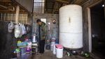 Limbah Kotoran Sapi Disulap Menjadi Energi Biogas