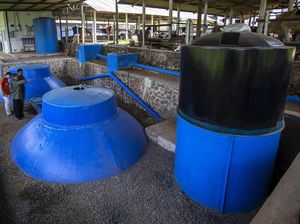Limbah Kotoran Sapi Disulap Menjadi Energi Biogas