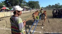 Dalam perlombaan pacuan sapi ini, sepasang sapi akan beradu kecepatan di perlintasan sepanjang 300 meter.