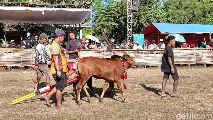 Aksi Joki Cilik Karapan Sapi di Lumajang Aksi Joki Cilik Karapan Sapi di Lumajang