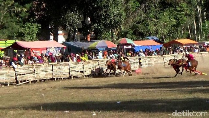 Aksi Joki Cilik Karapan Sapi di Lumajang