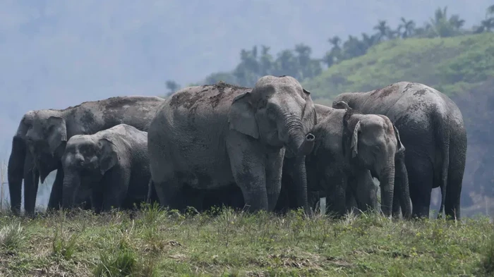 Gajah Asia di India