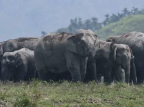 India Luncurkan Aplikasi Canggih buat Gajah